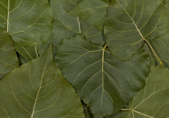 Green leaves of poplar.