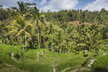 Green rice fields on Bali island, Jatiluwih near Ubud, Indonesia