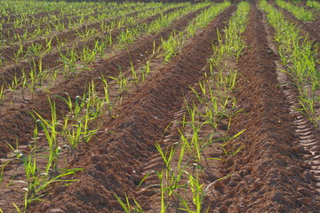 Row of small sugarcane growing in farm 