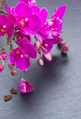 Obraz na płótnie Canvas Bunch of violet orchids 
