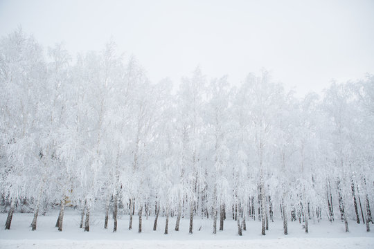 Fototapeta Birch trees in a snowy forest black and white