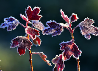 Hoarfrost on red leaves