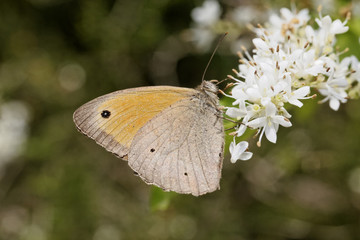 Obraz premium Maniola jurtina, male Meadow Brown butterfly from Europe