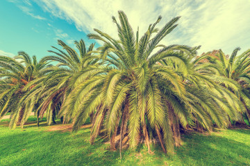 Fototapeta na wymiar Palm trees in the city park.