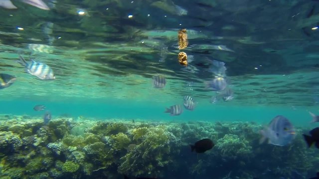 viele verschiedene bunte fische bei wasseroberflaeche

