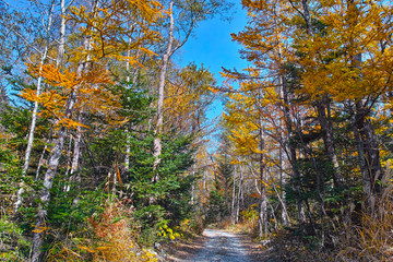 秋の上高地　明神・横尾間の登山道
