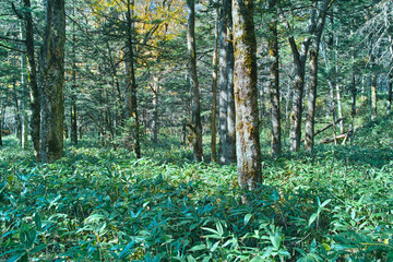 唐松林と熊笹

