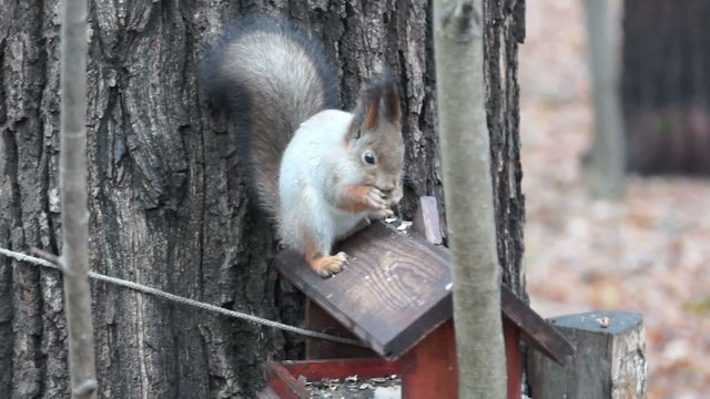 in the video nuthatch eats seeds in a manger
