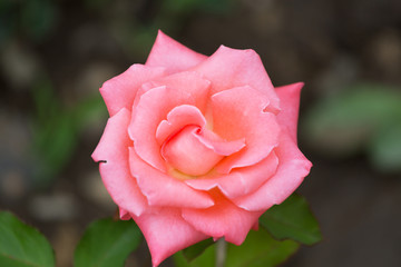 Beautiful pink rose against green foliage