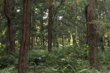 Fototapeta na wymiar ヒノキの森