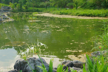 Landscape Lake, forest, sky