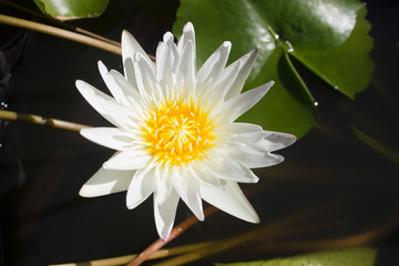 Water lily or lotus.