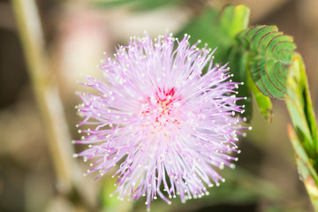Mimosa pudica