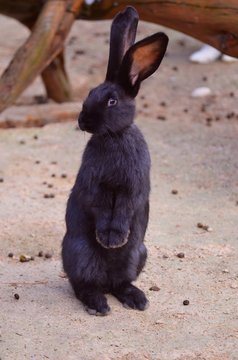 schwarzes Kaninchen