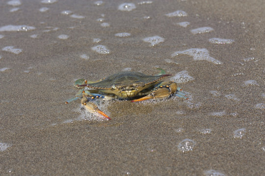 Blue crab, Callinectes sapidus in sand photo