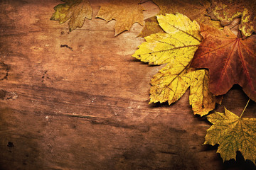 Naklejka na ściany i meble Autumn background with maple leaves, toned brown