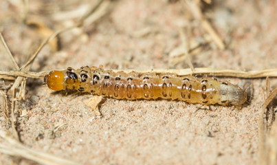 Butterfly larvae