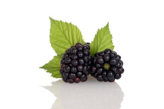 closeup blackberries with leaves