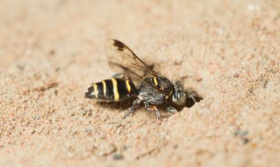 wasp