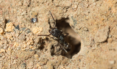 black ant