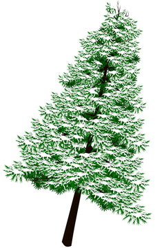 Isolated Pine tree on transparent background or Christmas decoration
