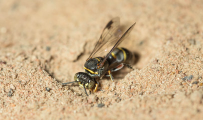 wasp