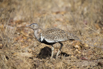 A red crested korhaan walking camouflaged among dry grasses