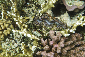 Underwater photography of the single giant clam bivalve mollusc on the coral reef in underwater world of red sea in Egypt © photographe_EK