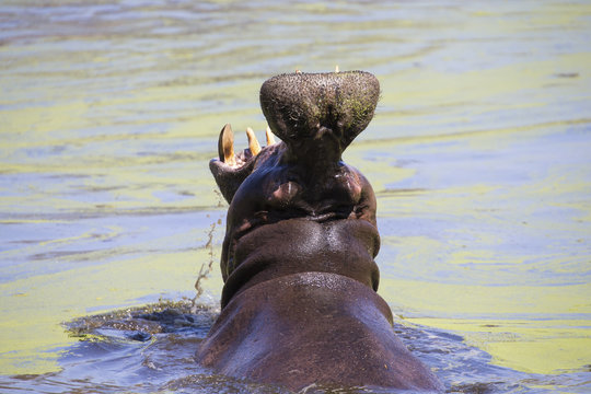 Huge hippo opens his mouth wide to scare off enemies