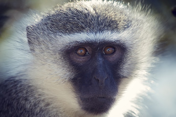 Vervet monkey portrait close up with detail on long facial hair