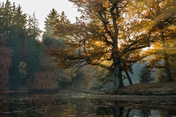 Alte Eiche am Bärensee