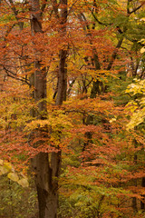 forest in autumn