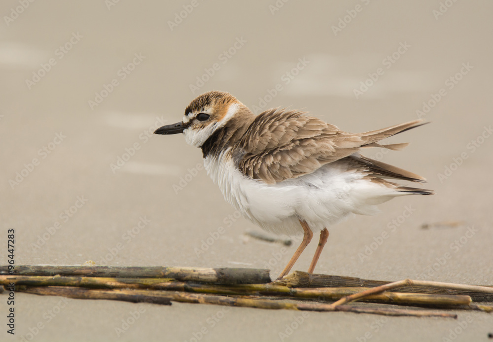 Poster wilson's plover