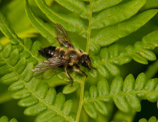 Robber Fly
