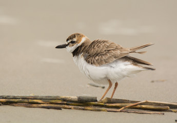 Wilson's Plover