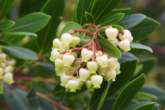Arbutus flowers - Fiori di Corbezzolo - Blumen Erdbeerbaum - Fleurs d'arbousiers