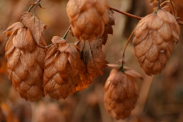золотые шишки хмельного дерева