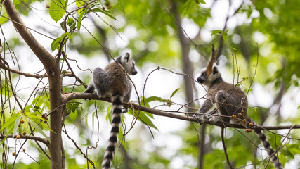 Two cute baby lemurs playing together on a branch tree in Madagascar