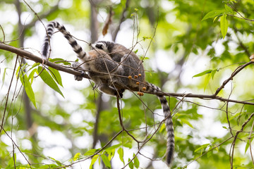Young ring tailed lemurs playing together on a branch tree in a wildlife scene in Madagascar.