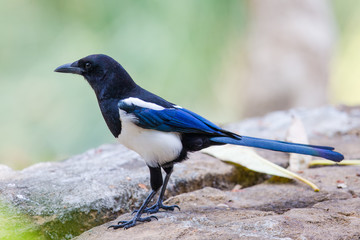 Black-billed Magpie (Pica pica) perching on stone