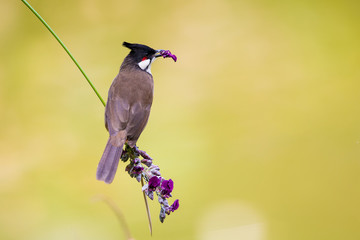 Red whiskered Bulbul eating flower with beautiful green background