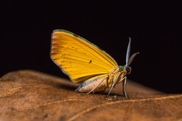 Moth on dried leaf
