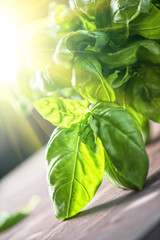 Fresh organic basil
