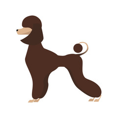 Isolated adorable chocolate young poodle