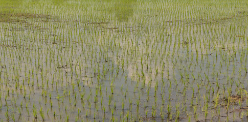 Rice field in early stage 