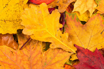 Fall leaves background