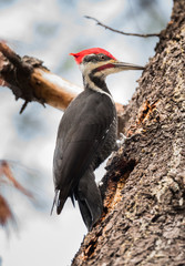 A Pileated woodpecker high in a tree hunting beetles under the bark in an autumn woods in Ontario Canada. - 96449698