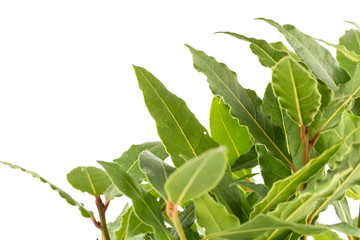 Obraz premium Fresh bay leaves