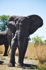 Fototapeta na wymiar African elephants, Loxodon africana, in Bwabwata National Park , Namibia