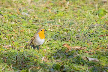 An European Robin